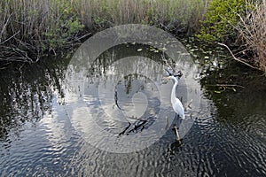 Great Egret in Everglades National Park.