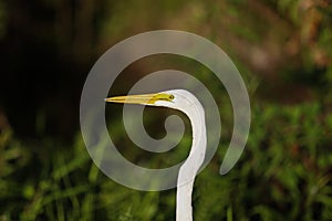 Great Egret in Everglades National Park