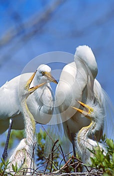 A Great Egret family.