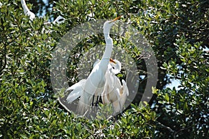 Great Egret family in the nest photo