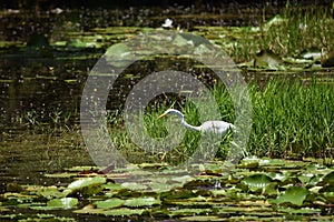 Great Egret Feeding in a Florida Wetlands