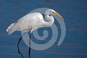 Great Egret With Fish