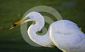 Great Egret with Fish