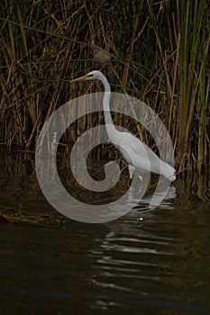 Great Egret Fishing