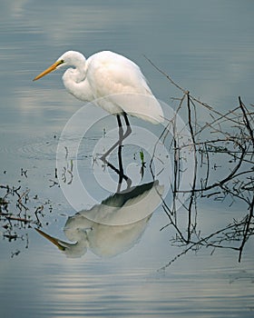 Great Egret Fishing photo