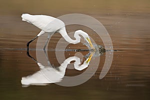 Great Egret on Fishing Duty