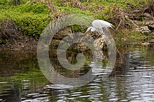 Great Egret Fishing In Florida Everglades