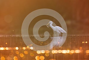 Great egret fishing