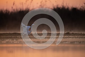 Great Egret Fishing in lake side in Sunrise