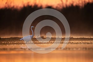 Great Egret Fishing in lake side in Sunrise