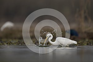 The great Egret Fishing in Lakeside