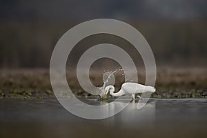 The great Egret Fishing in Lakeside