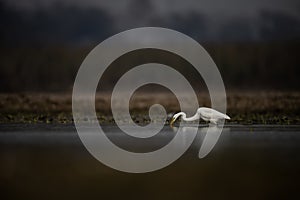 The great Egret Fishing in Lakeside