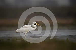 The great Egret Fishing in Lakeside