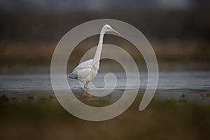 The great Egret Fishing in Lakeside