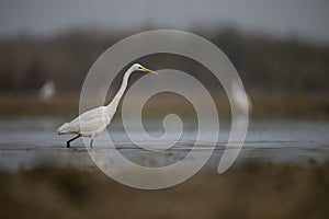 The great Egret Fishing in Lakeside