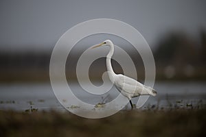 The great Egret Fishing in Lakeside