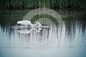 Great Egret Fishing