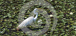 Great egret fishing in a pond of water lilies