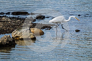Great Egret fishing in the Sacramento River