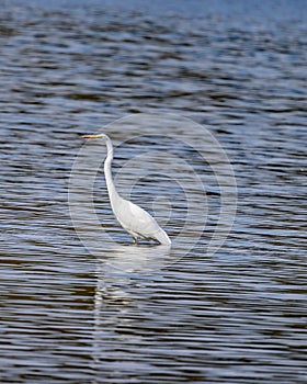 Great Egret fishing in shallow waters