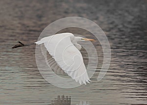 A great egret flies low over still water