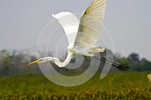 Great egret flight