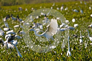 Great egret flight 2