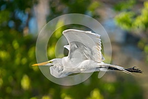 Great Egret in flight