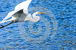 Great Egret in Flight