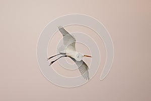 Great Egret in flight against a pink evening sky - Venice, Florida