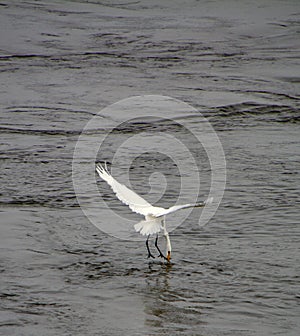 Great Egret in flight catching a fish