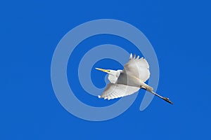 Great egret in flight - blue sky  - common egret - white heron in flight