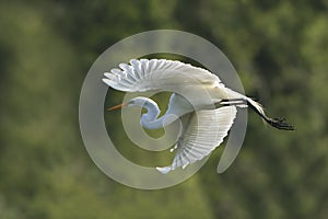 Great Egret in Flight at Breeding Colony