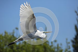 Great egret in flight at a central Florida swamp.
