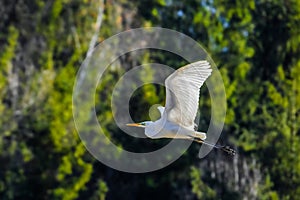 Great egret in flight - common egret, large egret, white heron