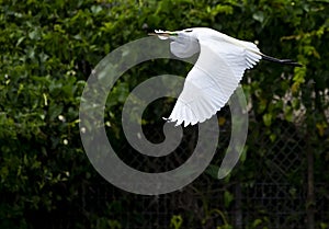 Great Egret In Flight Florida Ardea Alba photo