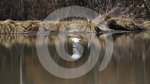Great egret in flight over the pond