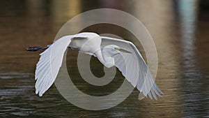 Great Egret in flight over a pond - Venice, Florida