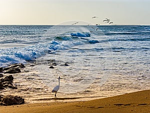 Great Egret & a Flock of Pelicans in the Wind