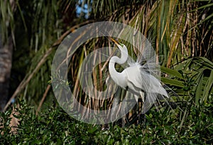 A Great Egret in Florida