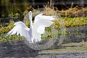 Great Egret Florida