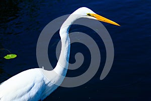 Great Egret Florida