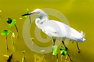 Great Egret Florida