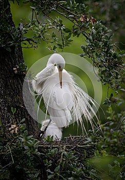 A Great Egret in Florida