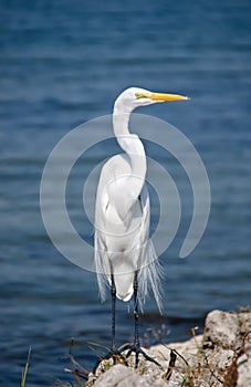 Great egret, Florida