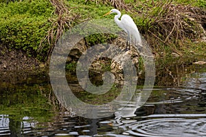 Great Egret In Florida Everglades