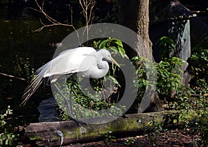 Great egret in the Florida Everglades