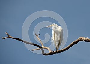 Great egret in the Florida Everglades