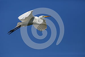 Great Egret Florida Flying